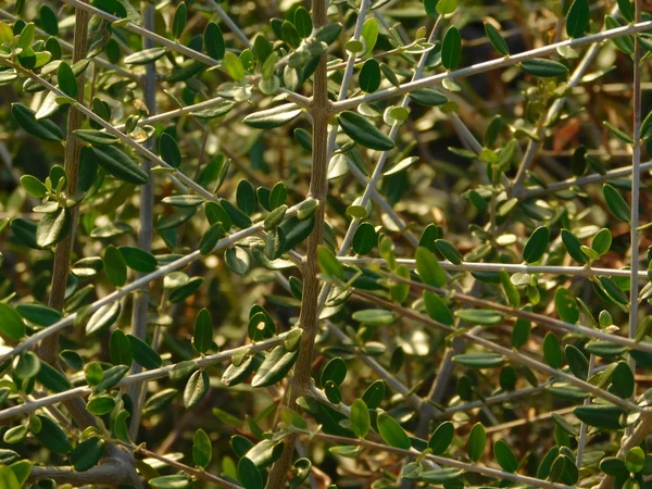 Plants and leaves in outdoor campaign — Stock Photo, Image