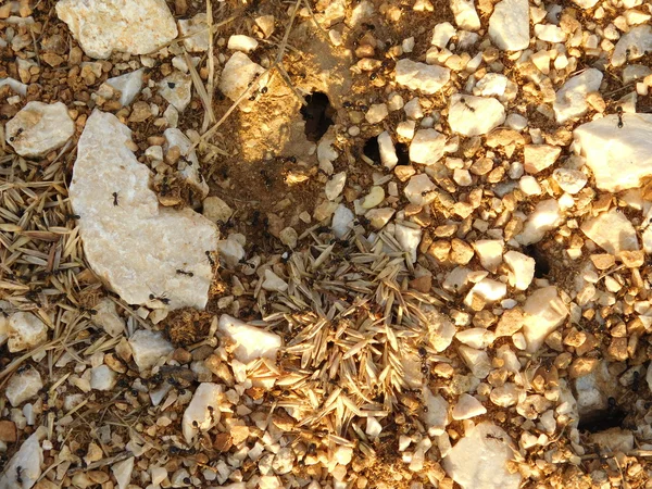 Anthill with ants in outdoor campaign — Stock Photo, Image