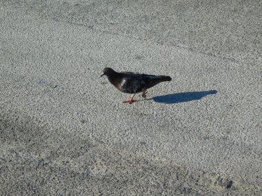 Açık havada yürüyüş kırsal kesimde güvercin