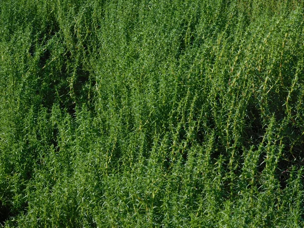 Les plantes et les fleurs dans la campagne extérieure — Photo