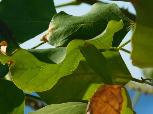 Växter och blad i utomhus kampanj — Stockfoto