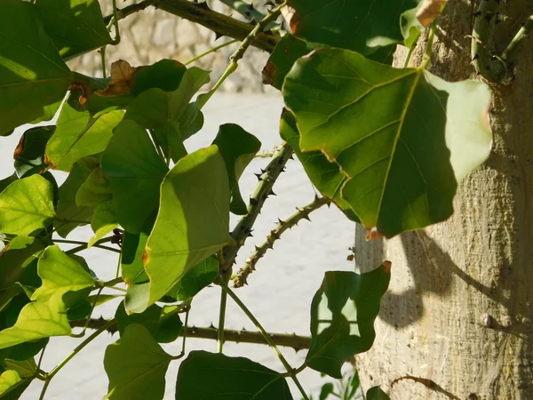 Växter och blad i utomhus kampanj — Stockfoto