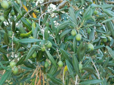 zeytin ağaçları ve zeytin açık kampanya