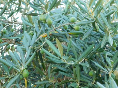 zeytin ağaçları ve zeytin açık kampanya