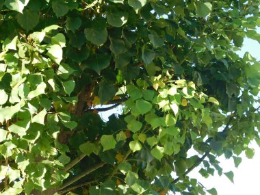 bitkiler ve yaprakları açık kampanya