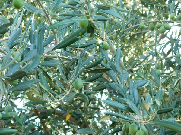 Oliveiras e azeitonas campanha ao ar livre — Fotografia de Stock