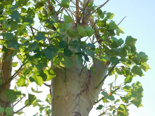 Växter och blad i utomhus kampanj — Stockfoto