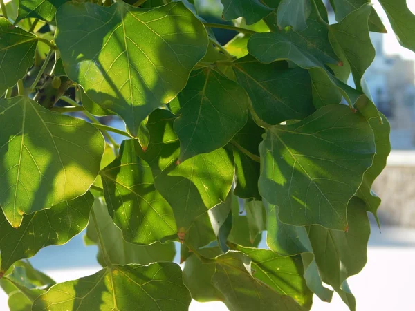 Växter och blad i utomhus kampanj — Stockfoto