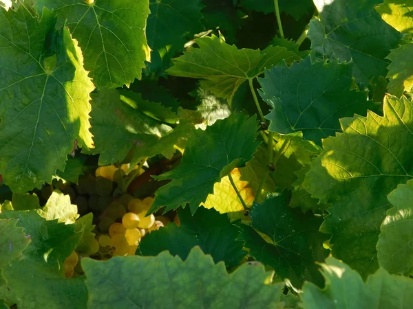 Variedades de uvas para vinho ao ar livre no campo — Fotografia de Stock