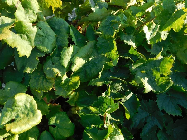 Vines cultivated in the ground outdoors — Stock Photo, Image