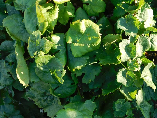 Vines cultivated in the ground outdoors — Stock Photo, Image