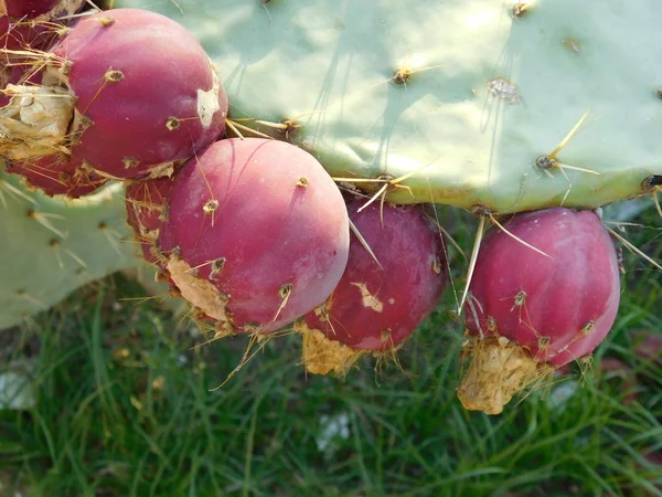 Prickly pear to eat outdoors in the countryside — Stock Photo, Image