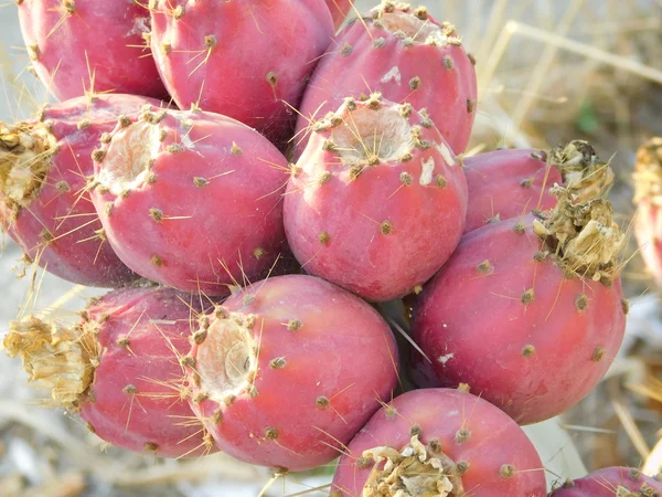 prickly pear to eat outdoors in the countryside