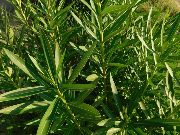 Plants and leaves in outdoor campaign — Stock Photo, Image