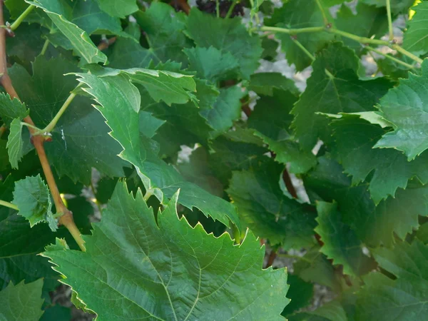 Soorten druiven voor wijn buiten op het platteland — Stockfoto