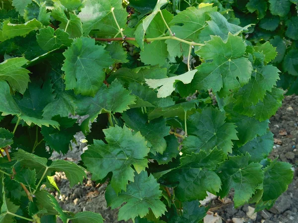 Wijnstokken en planten in de outdoor campagne — Stockfoto