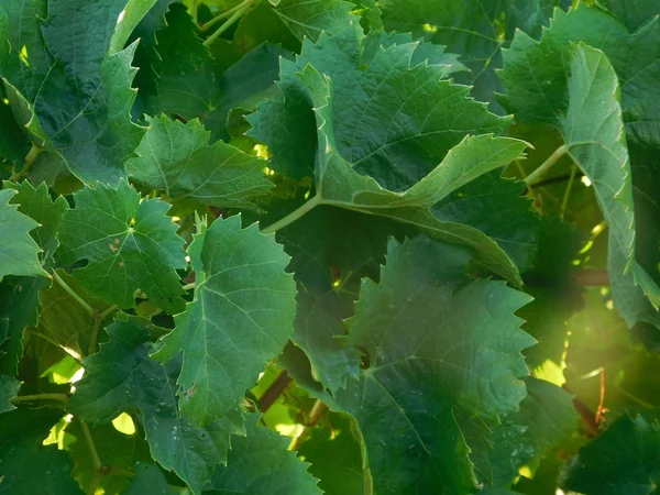 Weinberge und Freilandpflanzen im Land — Stockfoto