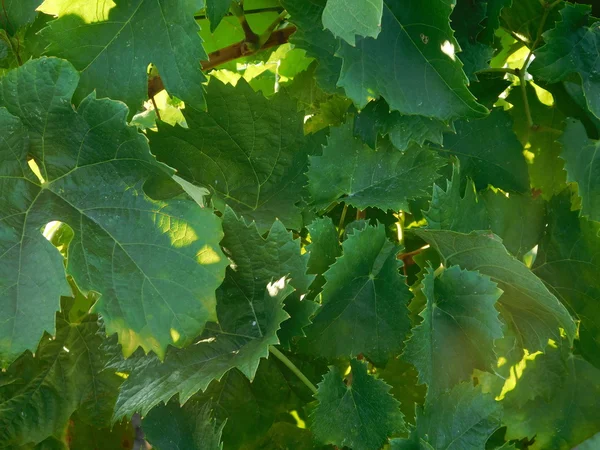 Vigneti e piante all'aperto nel paese — Foto Stock