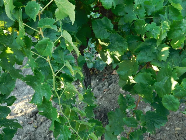 Wijngaarden en buiten planten in het land — Stockfoto