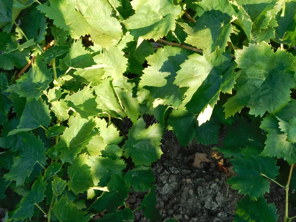 Виноградники и растения на открытом воздухе в стране — стоковое фото