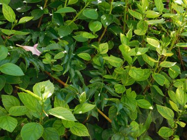 çiçek ve bitki açık kampanya