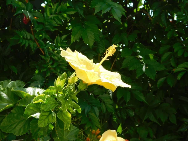 Fleurs et plantes en plein air campagne — Photo