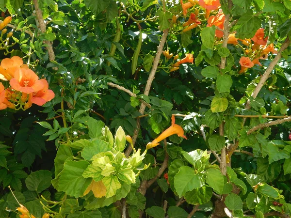 Fleurs et plantes en plein air campagne — Photo