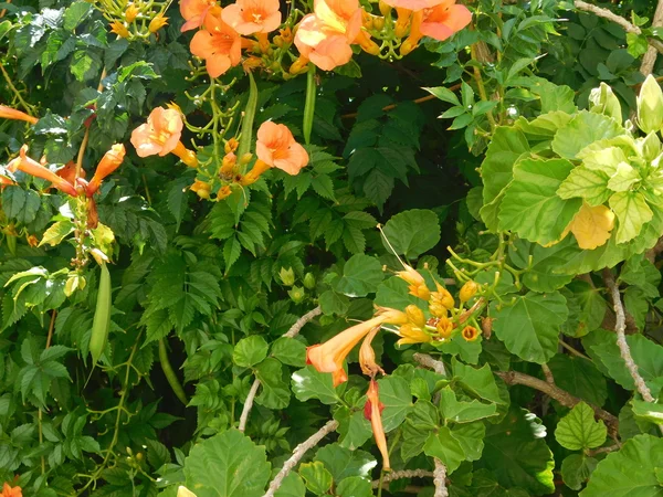 Flowers and plants in outdoor campaign — Stock Photo, Image