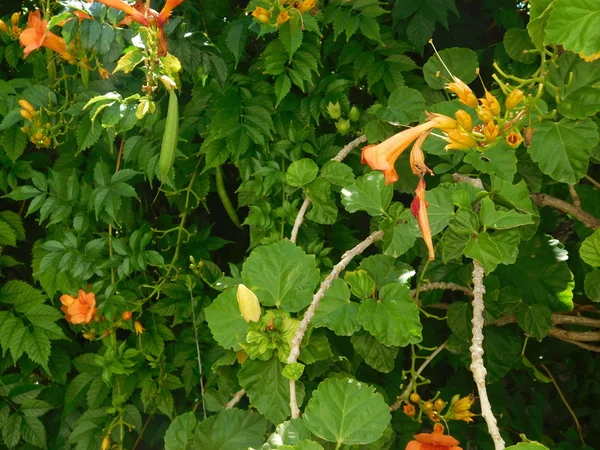 Bloemen en planten in de outdoor campagne — Stockfoto