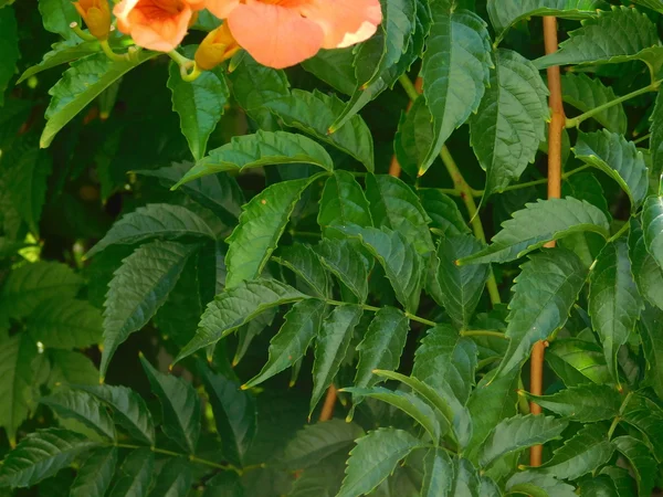 Fleurs et plantes en plein air campagne — Photo