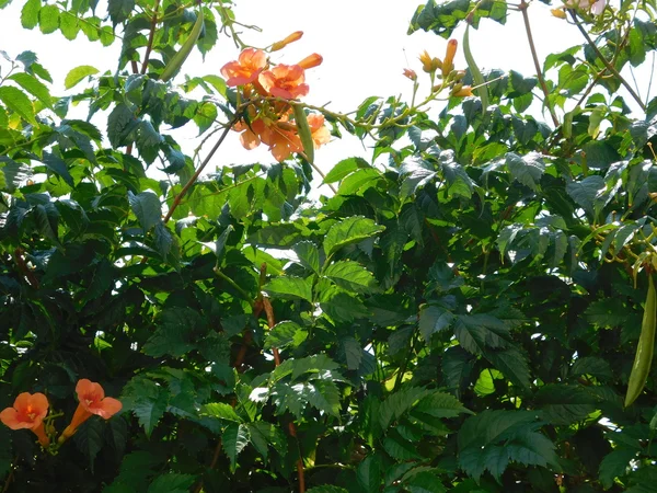 Fleurs et plantes en plein air campagne — Photo