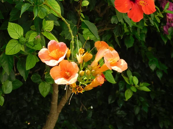 Fleurs et plantes en plein air campagne — Photo