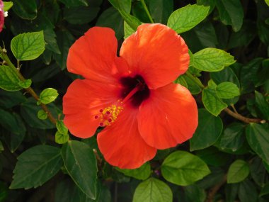 bitkiler ve çiçekler açık kampanya