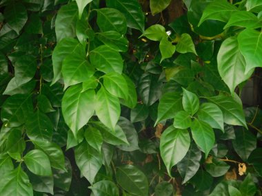 bitkiler ve çiçekler açık kampanya