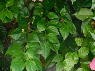 bitkiler ve çiçekler açık kampanya