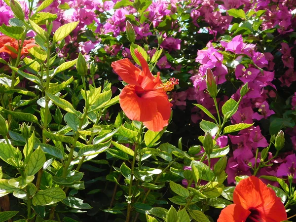 Растения и цветы в кампании на открытом воздухе — стоковое фото