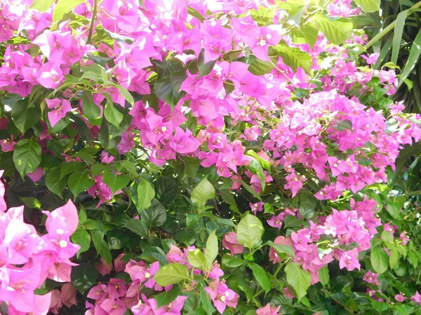 Plantas y flores en campaña al aire libre — Foto de Stock