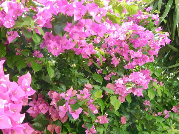 Plantas e flores em campanha ao ar livre — Fotografia de Stock