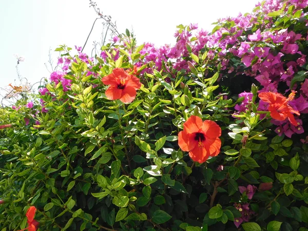 Растения и цветы в кампании на открытом воздухе — стоковое фото