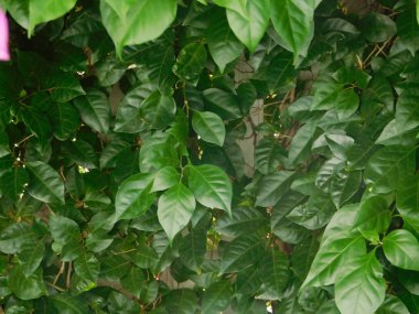 bitkiler ve çiçekler açık kampanya