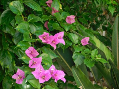 bitkiler ve yaprakları açık kampanya