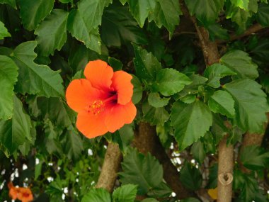 bitkiler ve yaprakları açık kampanya