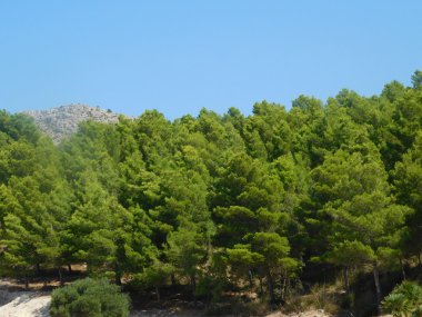 kırsal kesimde açık havada ağaç