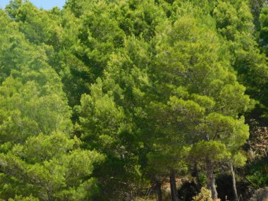 kırsal kesimde açık havada ağaç