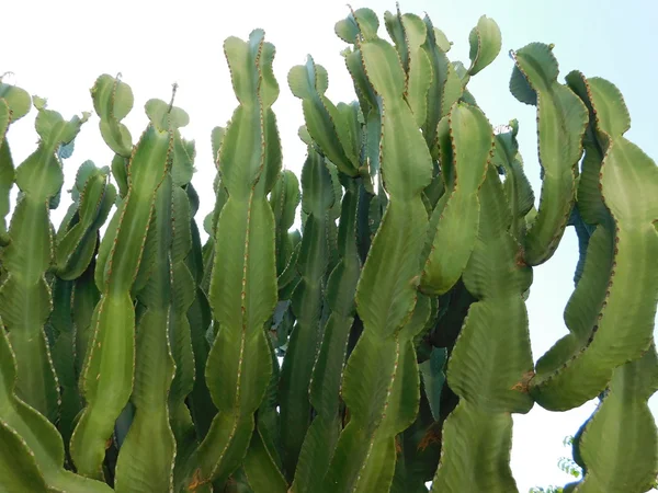 Plantas y hojas en campaña al aire libre — Foto de Stock