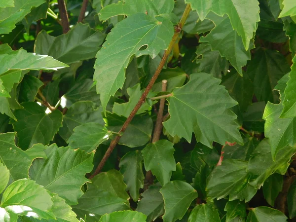 Plantas y hojas en campaña al aire libre — Foto de Stock