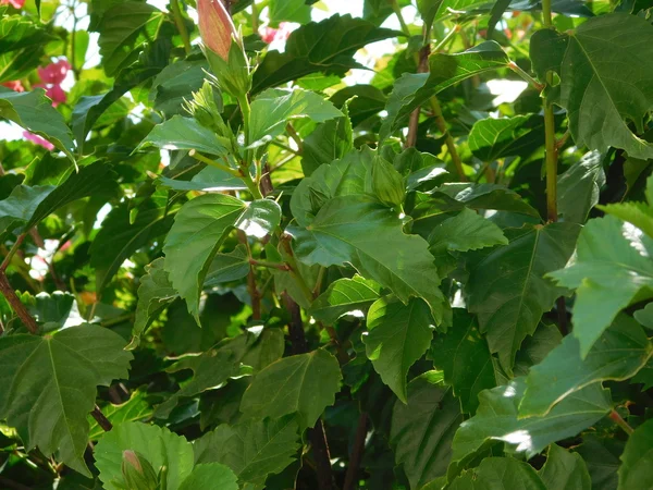 Plantas y hojas en campaña al aire libre — Foto de Stock