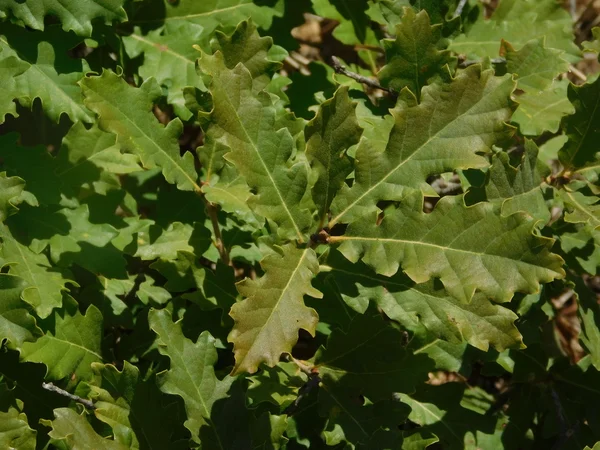 Växter och blad i utomhus kampanj — Stockfoto