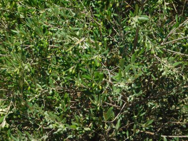 kırsal kesimde açık havada ağaç