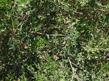 kırsal kesimde açık havada ağaç